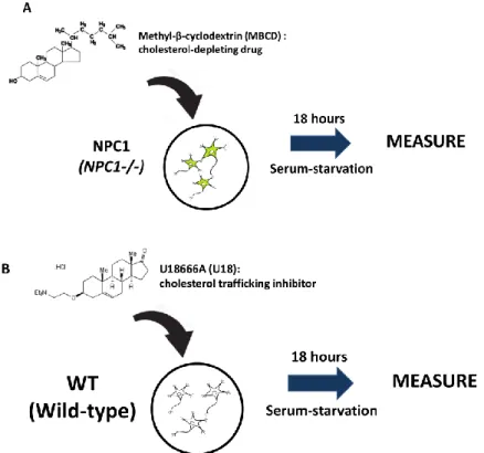 Figure  3:  Experimental  scheme  of  this  study.  In this study, I investigated  (A) NPC1 cells were  treated with 200 µM MBCD for 18 hours to deplete cholesterol and (B) WT cells were treated with  5 µM U18 to induce accumulation of cellular cholesterol