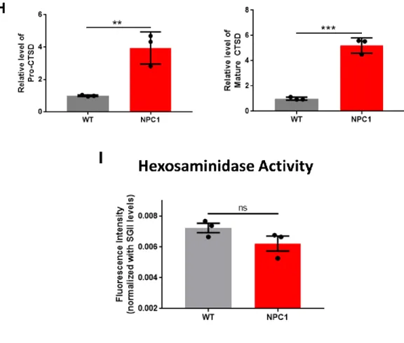 Figure 4.  NPC1 knockout increases cholesterol accumulation, increases secretion of aSyn and  CTSD,  and  decreases  lysosomal  degradation  rate