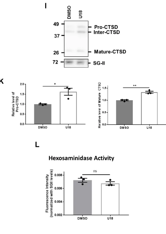 Figure 6. U18 partly mimics the  NPC1-deficient phenotypes. WT cells were treated with 5 µM  of U18 for 18 hours in serum-starved condition