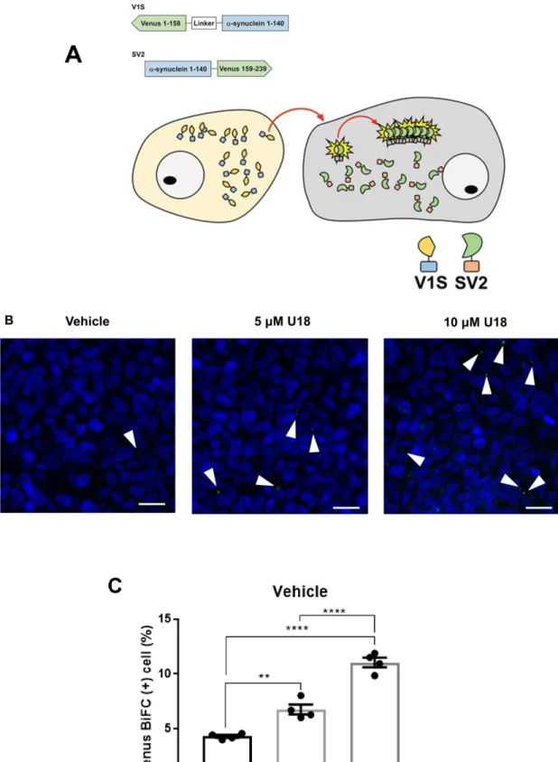 Figure  7.    U18  treatment  increases  cell-to-cell  transmission  of  aSyn  aggregates  in  a  dose- dose-dependent  manner