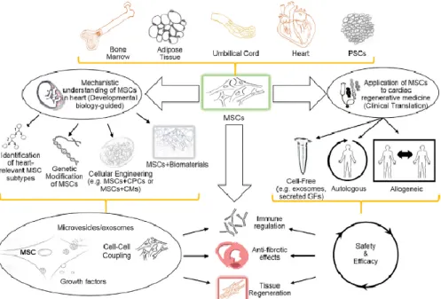 Figure B-3. MSCs are an attractive cellular platform for cardiac regenerative  medicine