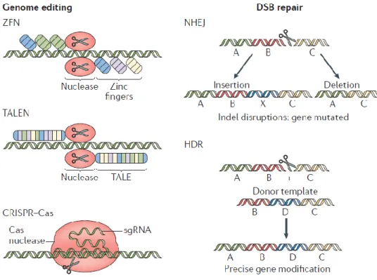 Figure B-7. The mechanisms of genome editing.   