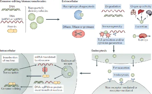 Figure B-8. Barriers to delivery of genome-editing components.     