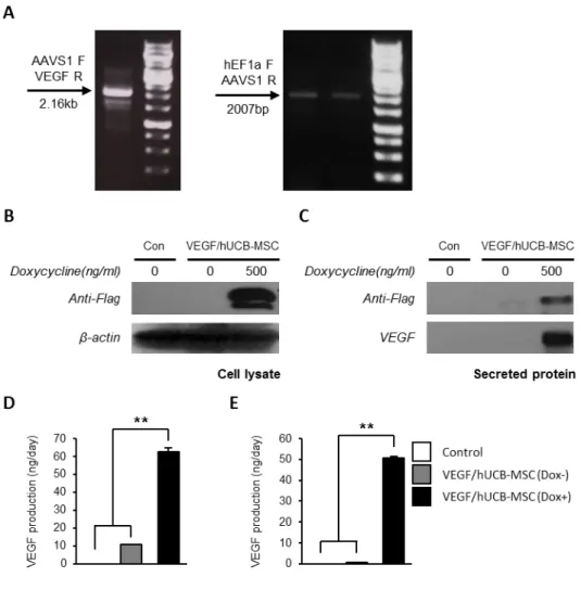 Figure 1-2. Confirmation of conditional VEGF secretion.   