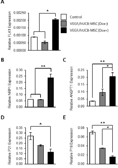 Figure  1-3.  Effect  of  VEGF  secretion  from  VEGF/hUCB-MSCs  on  the  gene  expression of neo-angiogenesis markers and cell cycle regulators