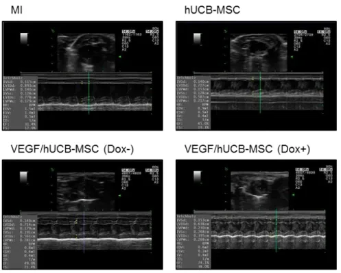 Figure 1-6. Representative echocardiogram images.   