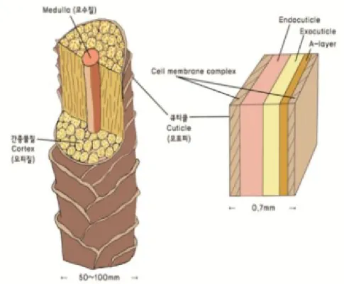 Fig. 1. Schematic diagrams of hair structure.