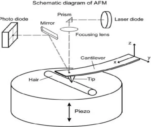 Fig. 6. Schematic diagram of atomic force microscopy (AFM) used in this study. (43)