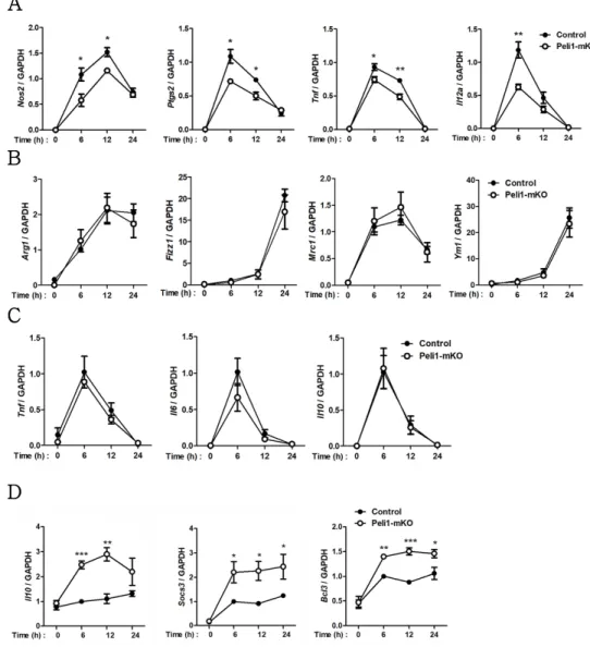 Figure 2. Pellino-1 regulates macrophage polarization in PEC.