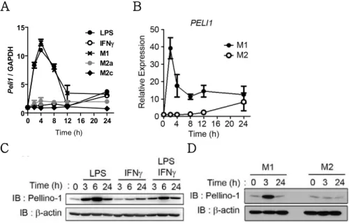 Figure 3. Expression of Pellino-1 is induced upon M1 stimulations.