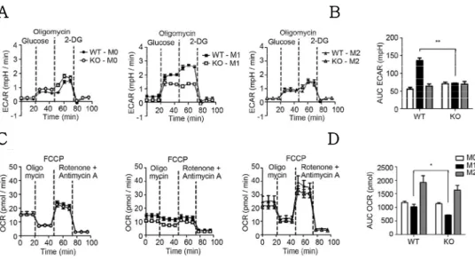 Figure 4. Pellino-1 regulates glycolysis during M1 polarization.