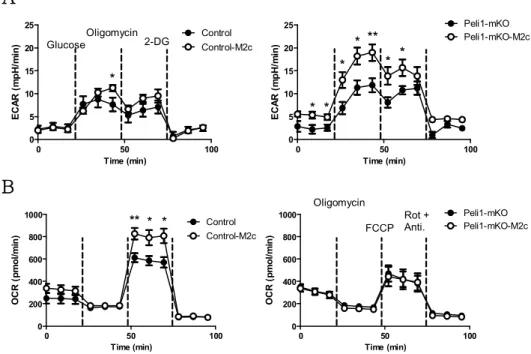 Figure  5.  Pellino-1-deficient  macrophages  utilize OXPHOS  in  M2c  polarization.