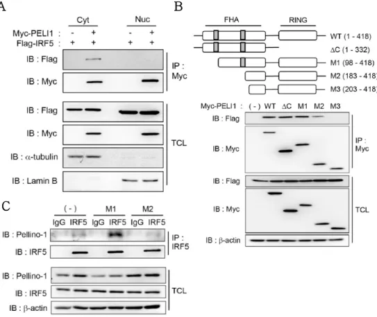 Figure 9. Pellino-1:IRF5 interaction is mediated by FHA domain and occurs in cytoplasm.