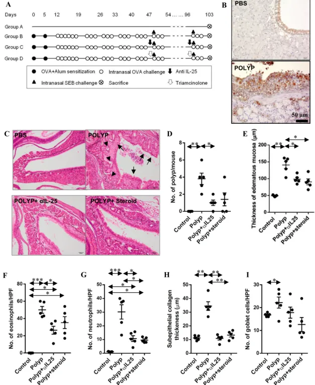 Figure 7. Anti-polyp effect of IL-25 neutralizing antibody in animal models. (A) Protocol for the  murine model of allergic CRS with polypoid lesions