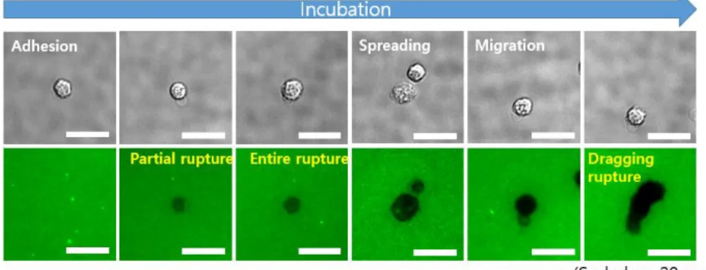 Fig. 3. Adhesion and migration of monocyte on TGT surfaces 