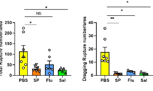 Fig.  4.  The  comparison  of  ruptures  pattern  in  PBS,  SP,  Flu  and  Sal 
