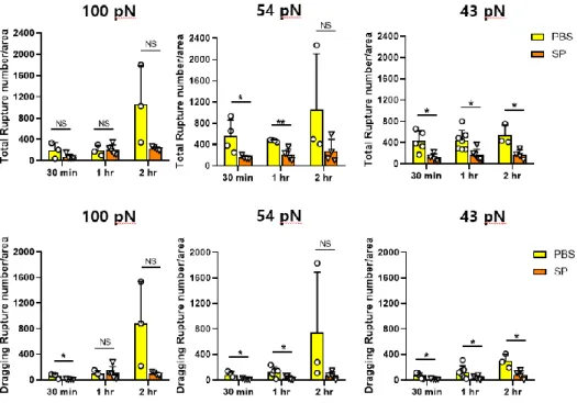 Fig.  5.  The  comparison  of  ruptures  pattern  in  PBS  and  SP  infected 