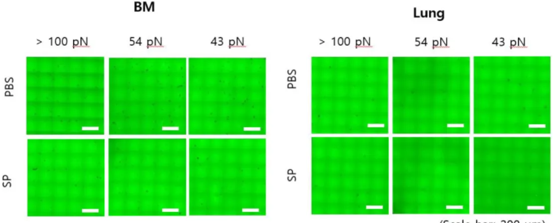 Fig. 6. Image of integrin mediated adhesion of monocytes derived from 