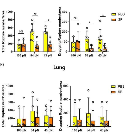 Fig. 7. The comparison of ruptures pattern from BM and lung in PBS 