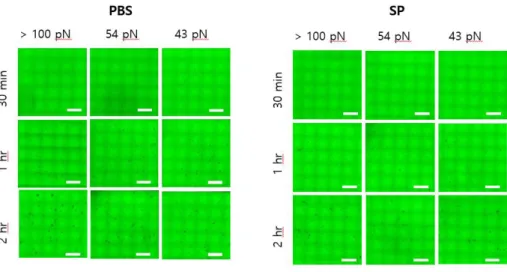 Fig. 8. Image of integrin mediated adhesion of monocytes derived from 