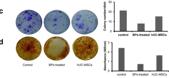 Fig.  1.  The  effect  of  hUC-MSCs  on  cell  proliferation,  stem  cell  characterization,  colony 