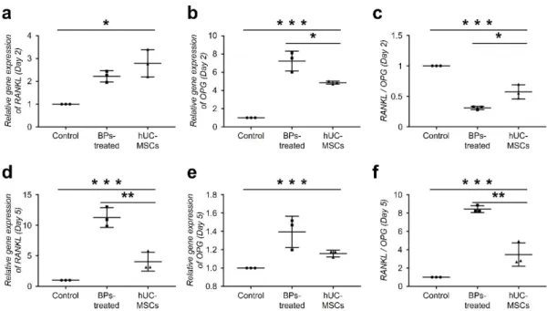 Fig.  3  Change  in  the  expression  levels  of  RANKL  and  OPG  induced  by  hUC-MSCs