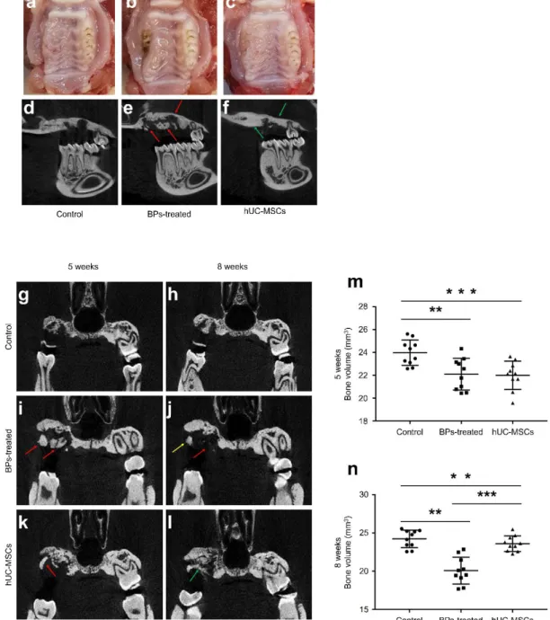 Fig. 4 A–F Inhibitory effect of hUC-MSCs on BRONJ in an animal model. Gross images  (A–C) and sagittal microCT images (D– F) observed at 8 weeks