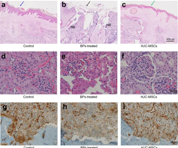 Fig. 6 Regeneration of the oral mucosal structure by hUC-MSCs at week 8. A–F H&amp;E 