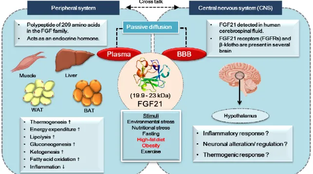 Figure 1. FGF21 and metabolism 