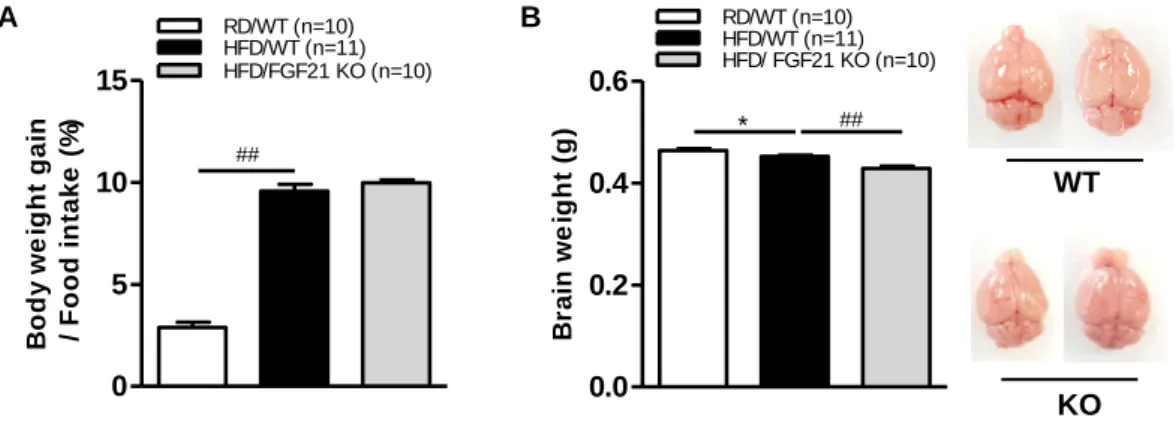 Figure 3. Body weight changes and food intake in FGF21 KO obese mice 