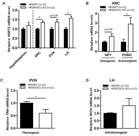 Figure 5. Effect of FGF21 deficiency on  hypothalamic neuronal circuits in HFD-fed  obese mice 