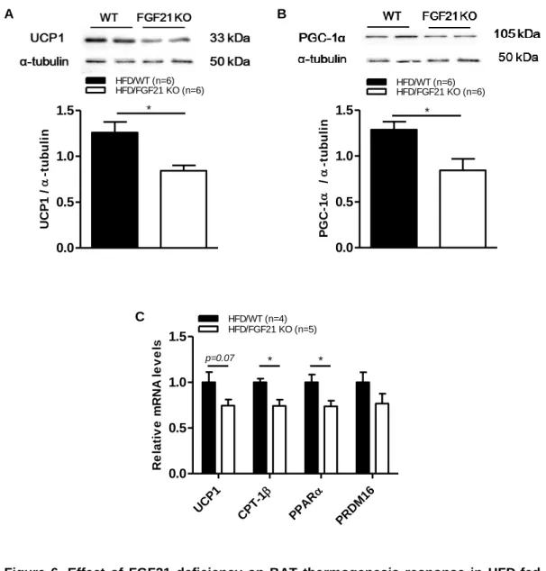 Figure  6.  Effect  of  FGF21  deficiency  on  BAT  thermogenesis  response  in  HFD-fed  obese mice 