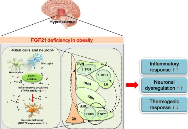 Figure 7. FGF21 deficiency in obesity-induced hypothalamic inflammation 