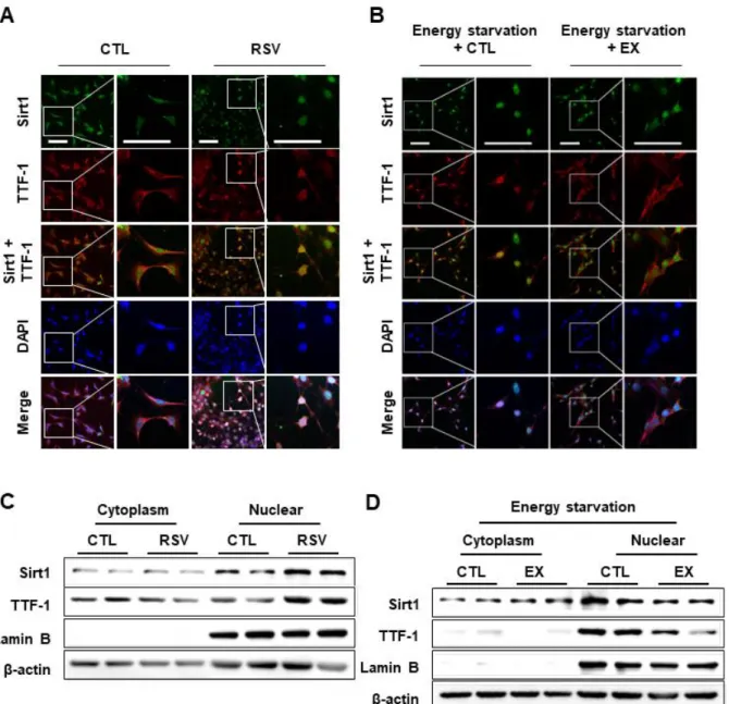 Figure 5. Effect of Sirt1 on nuclear translocation of TTF-1.   