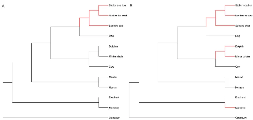 Figure 2.3 Foreground branches used in (a) branch-site model, and (b) branch model. Red line indicates foreground branches in each analyses 