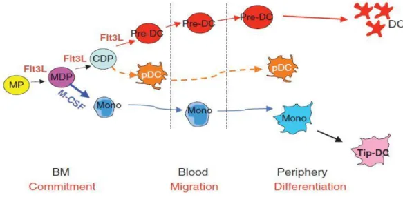Fig  1.  Dendritic  cell  and  monocyte  origin  and  development  (Liu  and  Nussenzweig 2010) 
