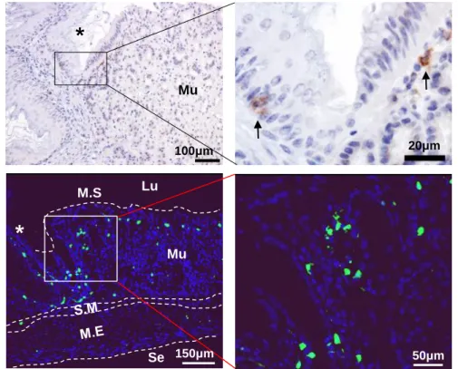 Fig 1. Characterization of gastric DCs. (A) Gating strategy to identify DCs and DC  subsets  from  isolated  cells  of  entire  glandular  stomach