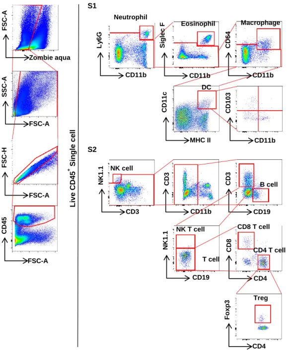 Fig 4. Gating strategy to identify various types of immune cells from isolated cells  of the entire glandular stomach upon H