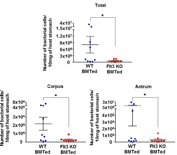 Fig 6. Prominent CD8 +  T cell response and decrease of bacterial load in  H. felis- felis-infected  Flt3  KO  BMTed  mice  after  H