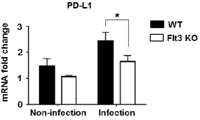 Fig  1.  High  level  of  PD-L1  expression  of  gastric  DCs  and  location  of  PD-L1  expressing gastric DCs in the stomach during  Helicobacter infection (A) PD-L1  expression on innate immune cells against H