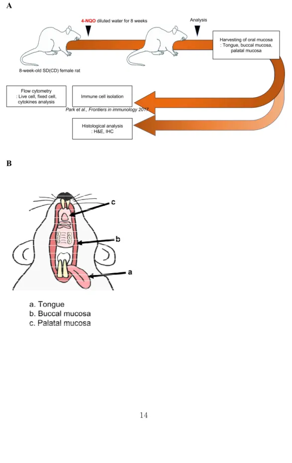 Figure  1.  Establishment  of  the  experimental  precancerous  lesions  by  administration  of  4NQO  and  immune  cell  analysis  in  TME