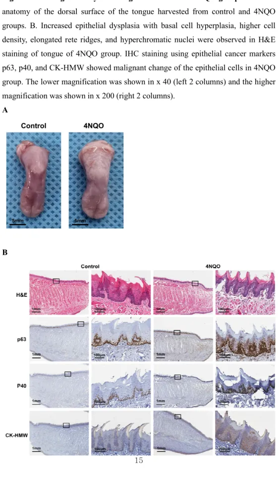 Figure 2. Histological analysis of tongue in control and 4NQO groups. A. Gross  anatomy  of  the  dorsal  surface  of  the  tongue  harvested  from  control  and  4NQO  groups