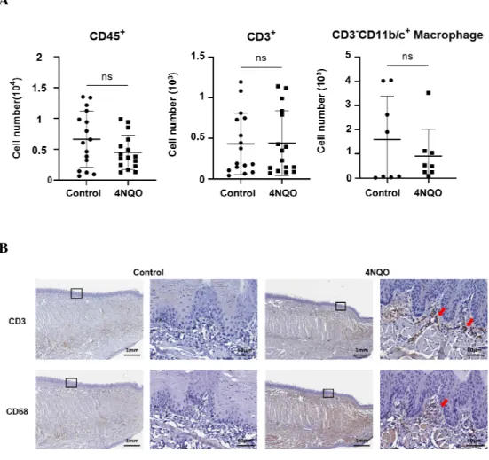 Figure  4.  Analysis  of  cell  number  and  location  of  the  immune  cell  subpopulations in  oral mucosal  TME