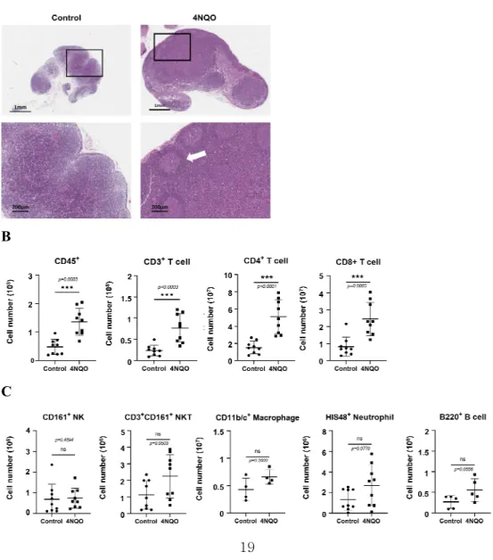 Figure  5.  Analysis  of  cell  number  and  location  of  the  immune  cell  subpopulations  in  the  draining  cervical  LNs