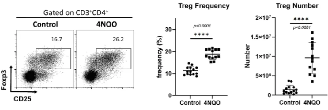 Figure  9.  Increased  Treg  cells  in  the  cervical  LNs  of  4NQO  group.  The  frequency  and  the  number  of  CD4 + CD25 + Foxp3 +   Treg  cells  were  significantly  increased  in  the  cervical  LNs  of  4NQO  group