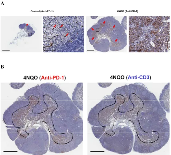 Figure  10.  PD-1  is  highly  expressed  in  the  cervical  LNs  of  4NQO  group  and  the expression is co-localized with LN T cells