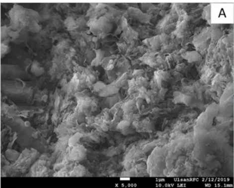 Figure 7: The FE-SEM images of (A) TCb and (B) fTCp.