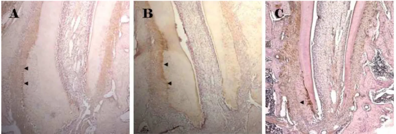 Fig  2. 2. 2. 2.  Immunohistochemical  findings  of  UNC-50  after  application  of  intermittent  orthodontic  force