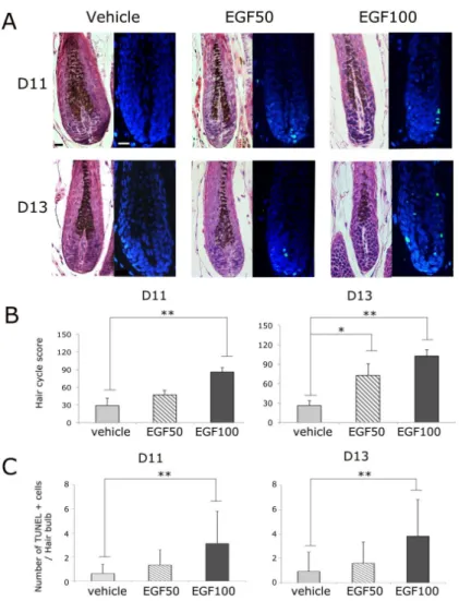 Figure 2. EGF induced catagen-like effect in hair follicles of depilated C57BL/6 mice 