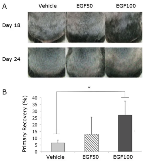 Figure 4. EGF retards the progression of CIA and promotes primary recovery after CIA 